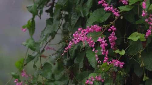 Ein Verkleinern dieser schönen Weinrebe blüht bei starkem Regen, tropische Pflanzen und Blumen.