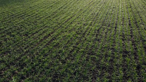 Grünes Feld Junge grüne kleine Sprossen von Getreidekulturen und am sonnigen Tag