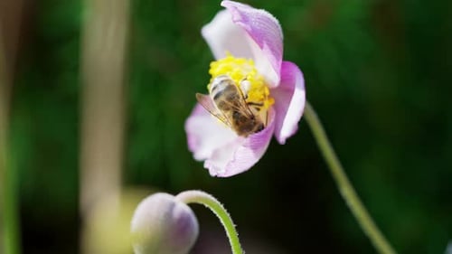Bee Collecting Nectar From a Blooming Flower in a Sunny Garden