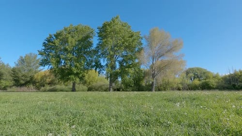 Springtime contrast