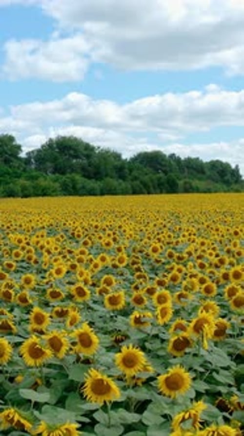 Blühzeit der Sonnenblumen. Sommerlandschaft mit Sonnenblumen