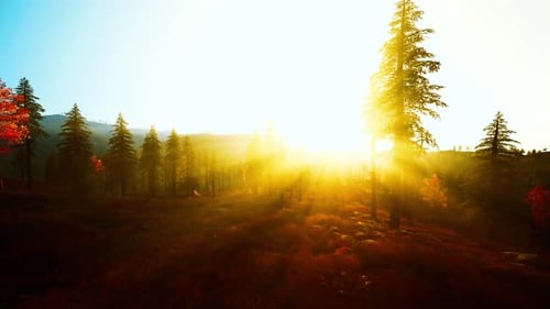 Beautiful Sunrise Casts Shadows Through Tranquil Forest Environment