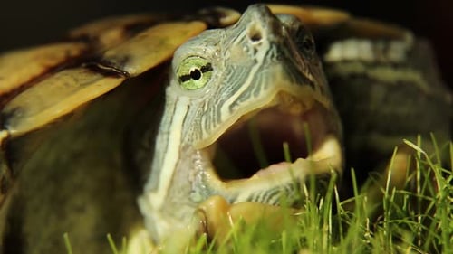 A Turtle on the Green Grass Opens Its Mouth A Closeup Portrait of a Reptile