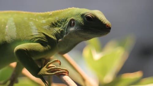 Iguana Resting on Tea Branch in Nature