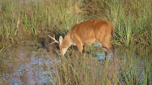 Male Marsh Deer Walking In The Wetland On A Sunny Day. - tracking shot