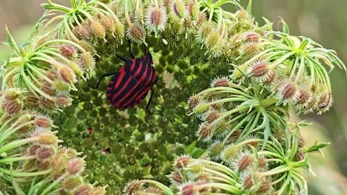 Close-Up of Graphosoma Italicum Inside Flower