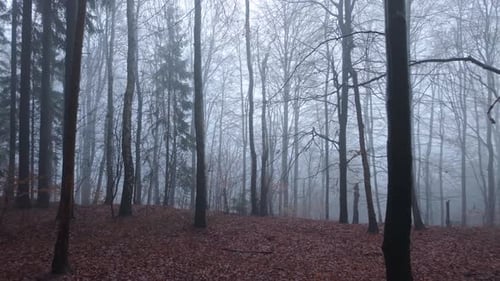 Panorama of a misty forest in autumn with a mysterious and gloomy atmosphere. Bare trees