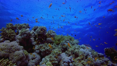 Coral Reef and Schooling Fish in Blue Ocean Water