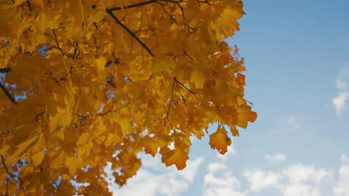 Close Up Autumn Golden Leaves in the Park Beautiful Tree Leaves in the Rays of the Bright Sun in