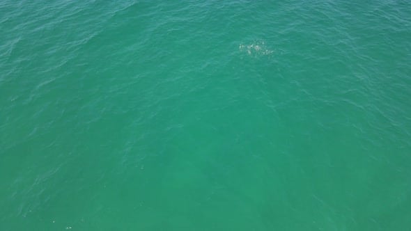 School Of Marine Fish Swimming Fast On Surface Of Blue Sea In The ...