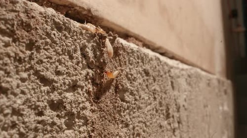 A couple of termites climbing to a termite colony in the walls of a garage in a home shot on a Supe