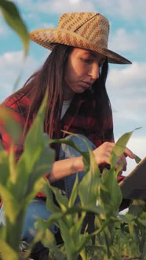 Female Farmer Viewing Leaves of Young Growing Plants in Agricultural Field Portrait Vertical Video