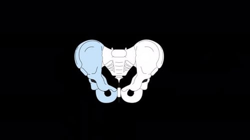 Animated Human Pelvis Bones Medical Anatomy Illustration