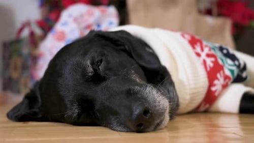 A close-up view of a tired black senior labrador dog wearing a Christmas-themed sweater as it lies o
