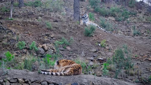 2 Tiger, die sich am nebligen Morgen auf dem Gipfel des Berges ausruhen.
