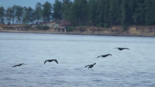 Flock of cormorants flying above ocean water surface