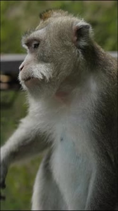 Singe interagissant avec son environnement dans un habitat naturel pendant la journée