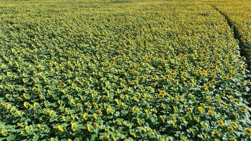 Aerial View Of Sunflower Field