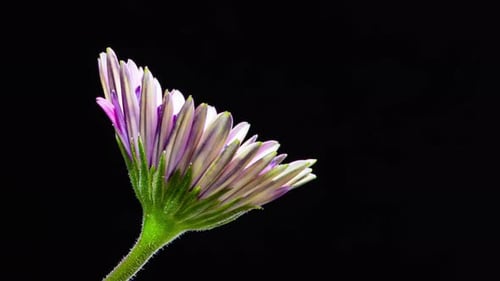 Time Lapse - Blooming Elegant Purple osteospermum Flower