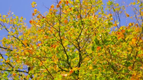 Tree Changing with Seasons as Green Leaves Transform into Autumn Vivid Colors