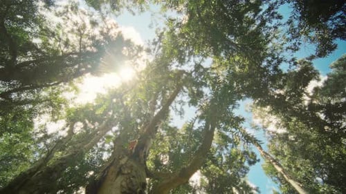 Canopée ensoleillée avec rayons lumineux, vue à faible angle, ciel bleu à travers les feuilles, éruption cinématographique
