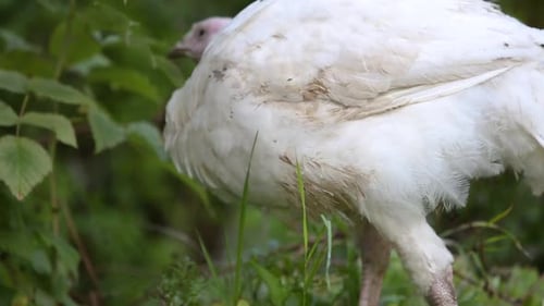 Großer weißer Truthahnvogel liegt im grünen Gras im Freien