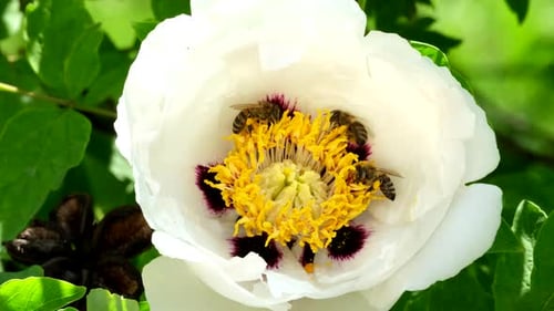 Bees Pollinating White Flower in Natural Setting