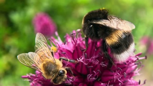 Bees Collect Pollen on Pink Flower