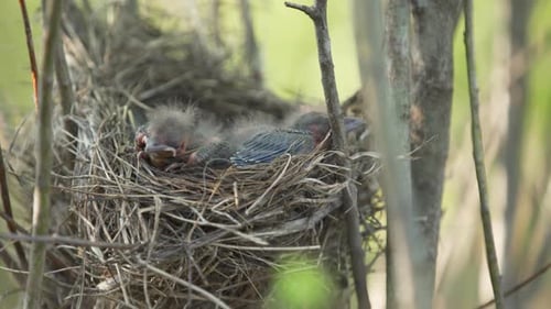 Tiny baby bird with fuzz before feathers sleeping in nest are startled and lift head. Newly hatched