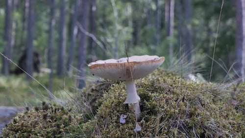 Pale toadstool, also green fly agaric, is a deadly poisonous mushroom of the fly agaric genus