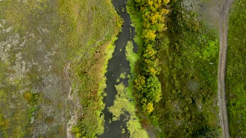 Aerial View of Swampy River with Thick Yellow Mud Duckweed and Seaweed on the Water