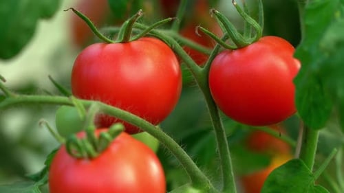 Red Tomato From Branch in Greenhouse Vegetables Harvesting Farming Agriculture