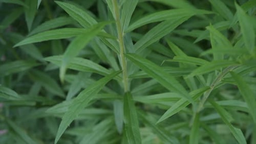 Flowers in a herb garden. Slow motion.