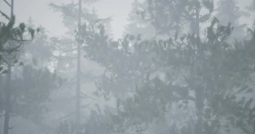 Fog Envelops Tall Trees in a Dense Forest During Early Morning Light