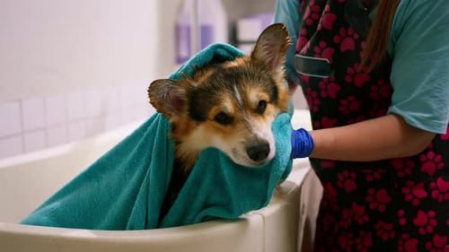 Woman Drying Corgi Dog with Teal Towel