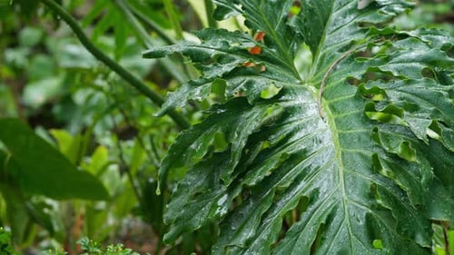 Large Wet Tropical Leaf with Water Drops in Jungle