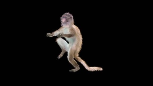 61 Monkey Dance HD