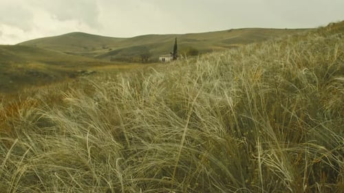 Zeitlupen-Federgras schwankt im Wind vor dem Hintergrund der Steppe und einem kleinen Einsamen