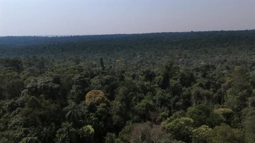 Aerial view of vast dense green jungle rainforest under wide open sky on horizon.