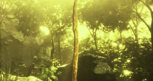 Sunlight Filters Through Lush Forest Canopy in Serene Natural Setting