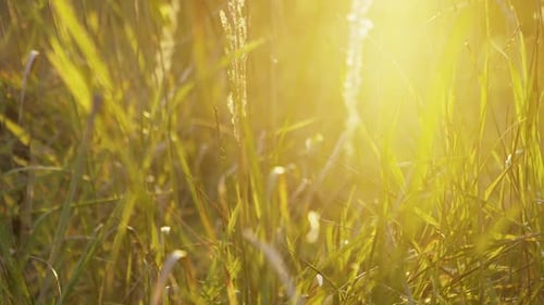 Grass Plant Closeup Bright Sun Nature Background