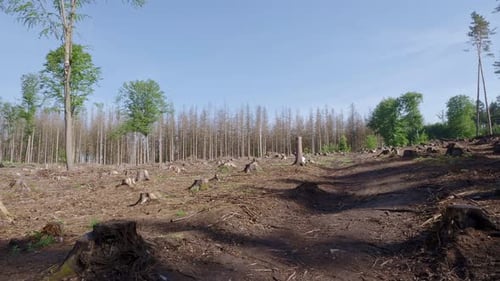 Deforestation of Forest Area with Cut Tree Stumps