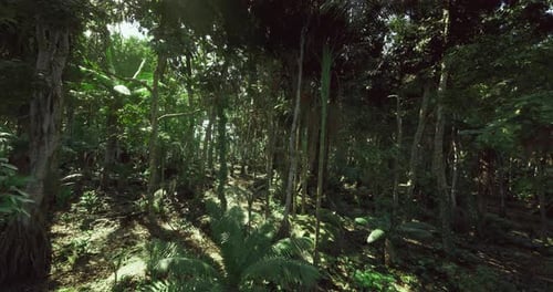 Sous-bois brumeux de la jungle avec créatures dissimulées et racines tordues