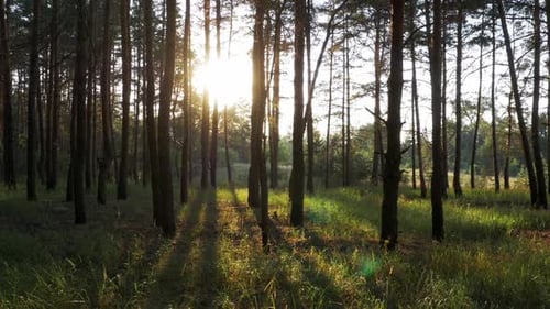Wunderschöne Natur des Waldes bei Sonnenuntergang