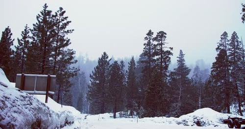 Looking back from a snow covered road to a group of snow covered trees.
