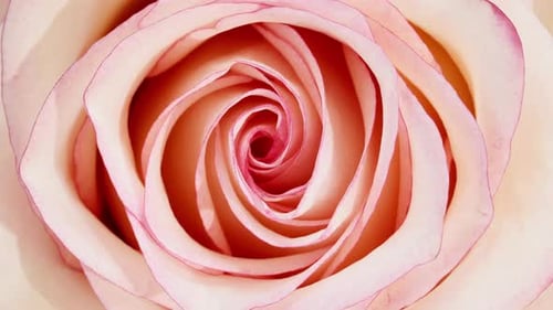 Macro Shot of a Light Pink Rose Flower
