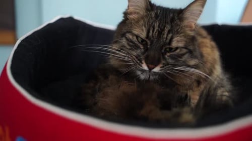 Fluffy Tabby Cat Grooming in its Comfortable Bed