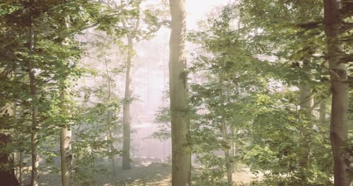 Sunlight Filtering Through Lush Trees in a Tranquil Forest Setting