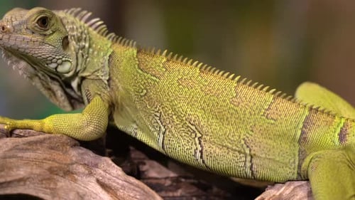 A panning view of an iguana as it is resting on a branch at a zoo.
