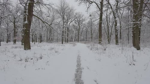 A beautiful walk through the winter forest. Trees, branches and bushes in the snow. Snow everywhere.
